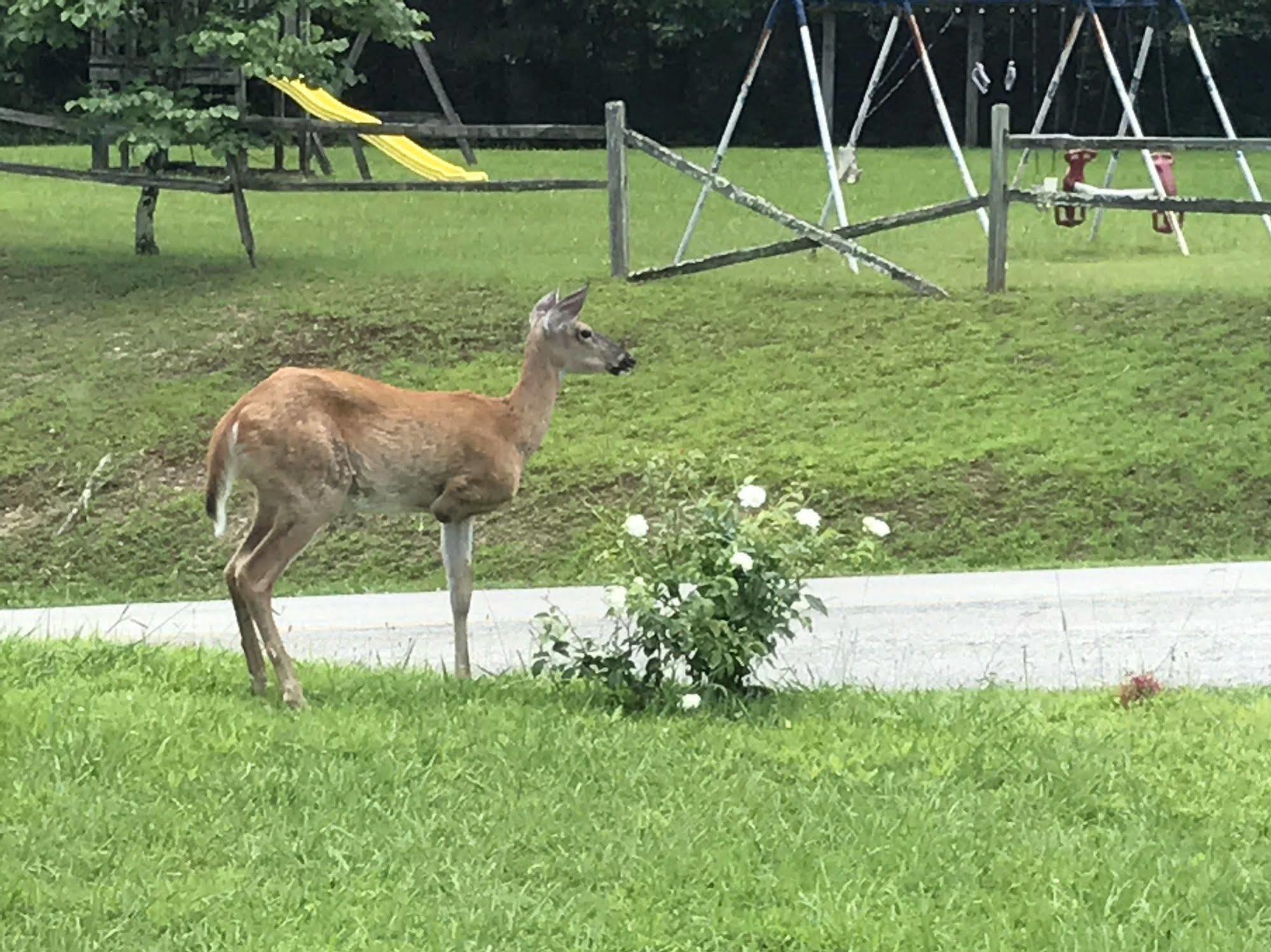 Daniel Boone Motor Inn パイクビル エクステリア 写真